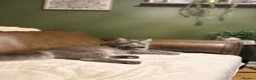 Maine Coon cats for sale: Maine coon boy 🤍 - Advert 8