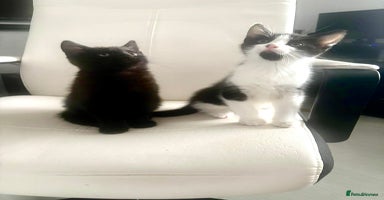 Mixed Breed cats - Advert 9
