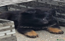 German Shepherd dogs for sale: Kennel Club Straight back GSD - Image 5