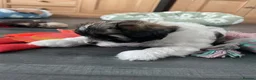 Shihpoo dogs for sale: Two Super Cute Shihpoo Pups For Sale  - Advert 7