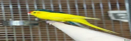 Parakeets birds for sale: Kakarikis - Advert 1