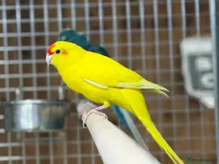 Parakeets birds Kakarikis - Advert 4