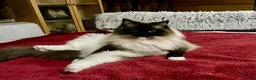Ragdoll cats for sale: Pedigree Adult Ragdoll - Advert 6