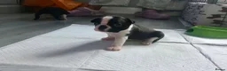 Boston Terrier dogs for sale: 5 BEAUTIFUL BOSTON TERRIER PUPPIES  - Advert 4