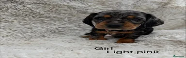 Mixed Breed 4