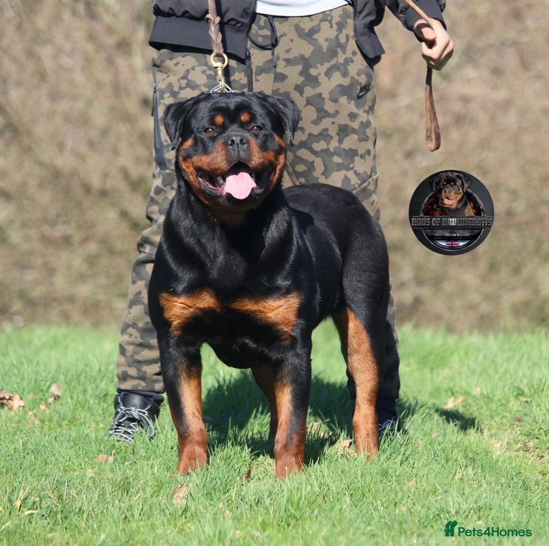 Rottweiler dogs for sale: Top Kc Registered Rottweiler Female Puppies - Advert 16