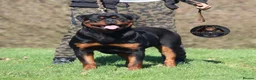 Rottweiler dogs for sale: Top Kc Registered Rottweiler Female Puppies - Advert 23