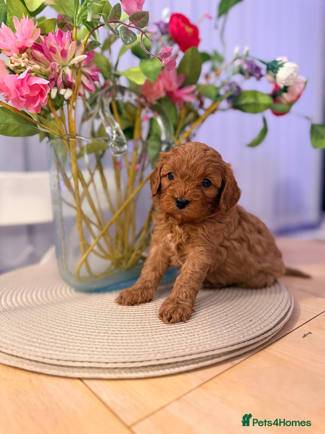 Cavapoo dogs for sale: Premium Teddy F1bb Toy Cavapoos - Advert 4