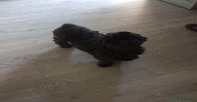 Shih Tzu dogs - Advert 12