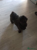 Shih Tzu dogs - Advert 11