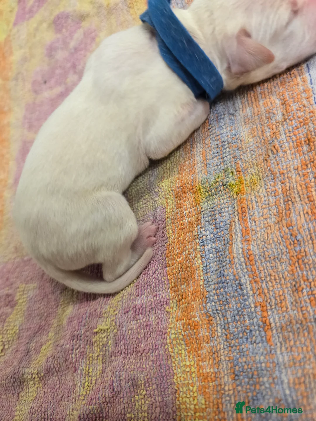 Mixed Breed dogs for sale: English pointer cross saluki/greyhound  - Advert 28