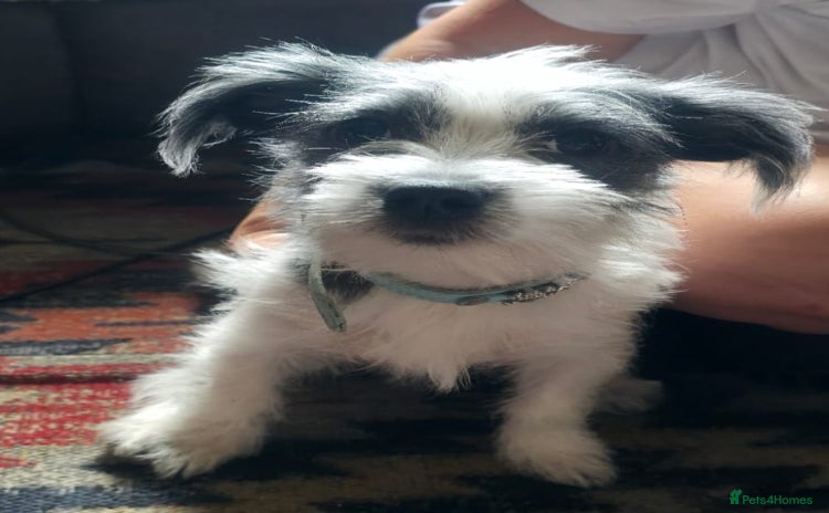 Morkie dogs - Advert 1
