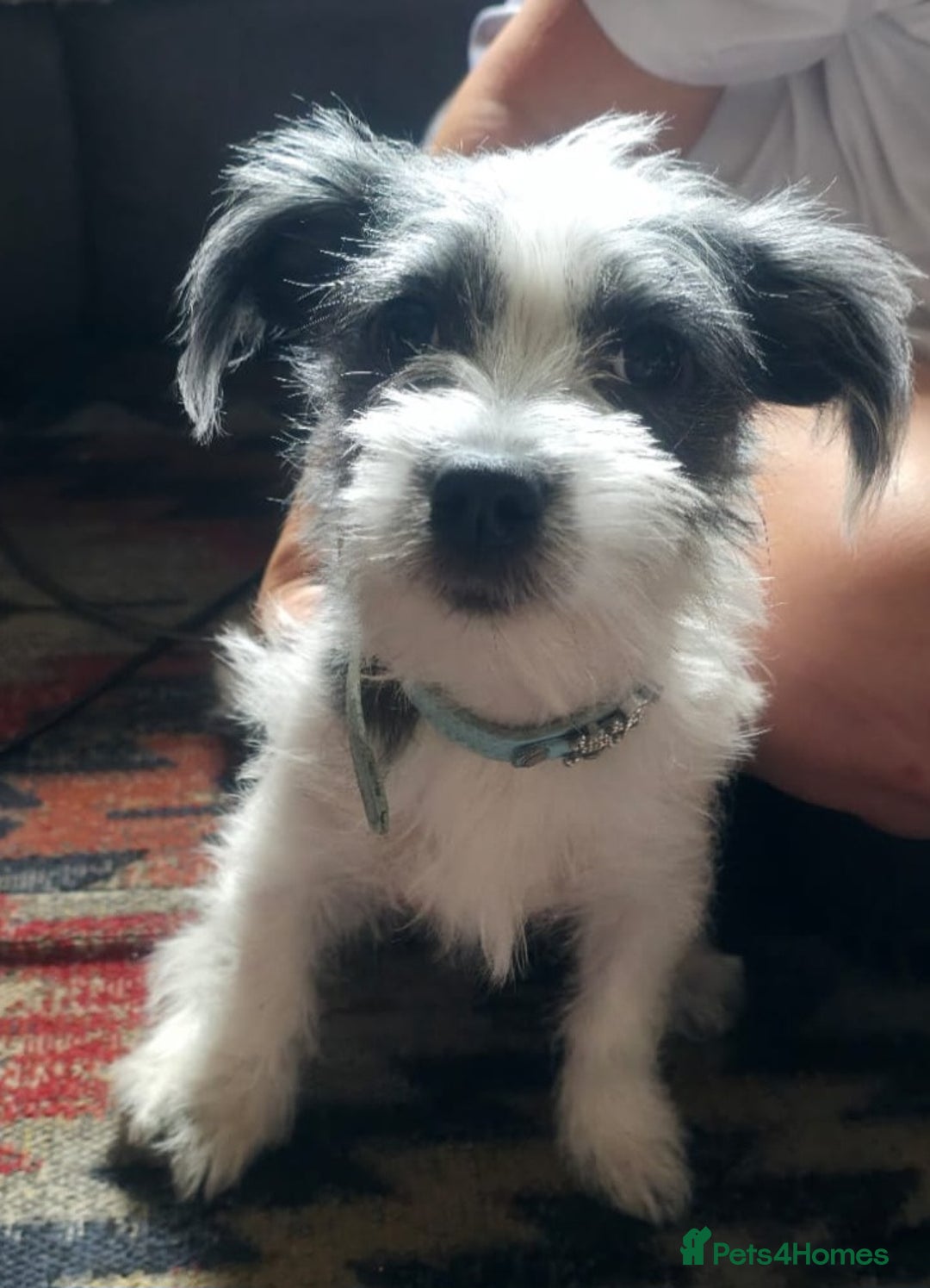 Morkie dogs for sale: Maltese cross - Image 1