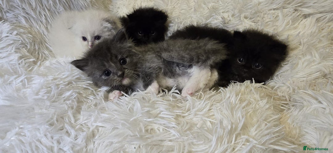 Mixed Breed cats for sale: Cute Scottish fold x Persian kittens long haired  - Image 6