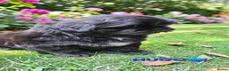 Shih Tzu dogs for sale: RARE BLACK STANDARD SHIH TZU WITH BLUE  SKIN - Advert 25