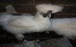 Chickens poultry for sale: Beautiful white silkie chicks  - Image 9