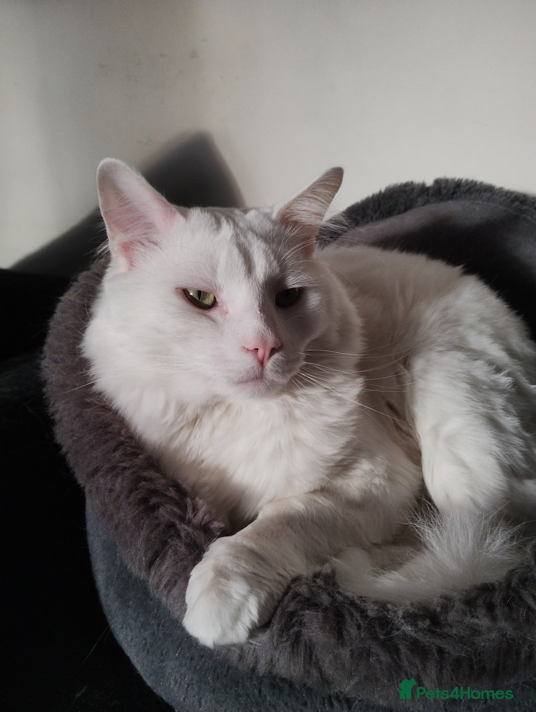 Turkish Angora cats for sale: 1 WHITE TURKISH ANGORA BOY - Advert 5