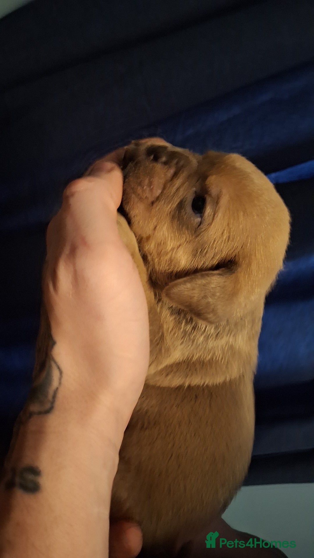 Mixed Breed dogs for sale: Old tyme x puppys  - Advert 14