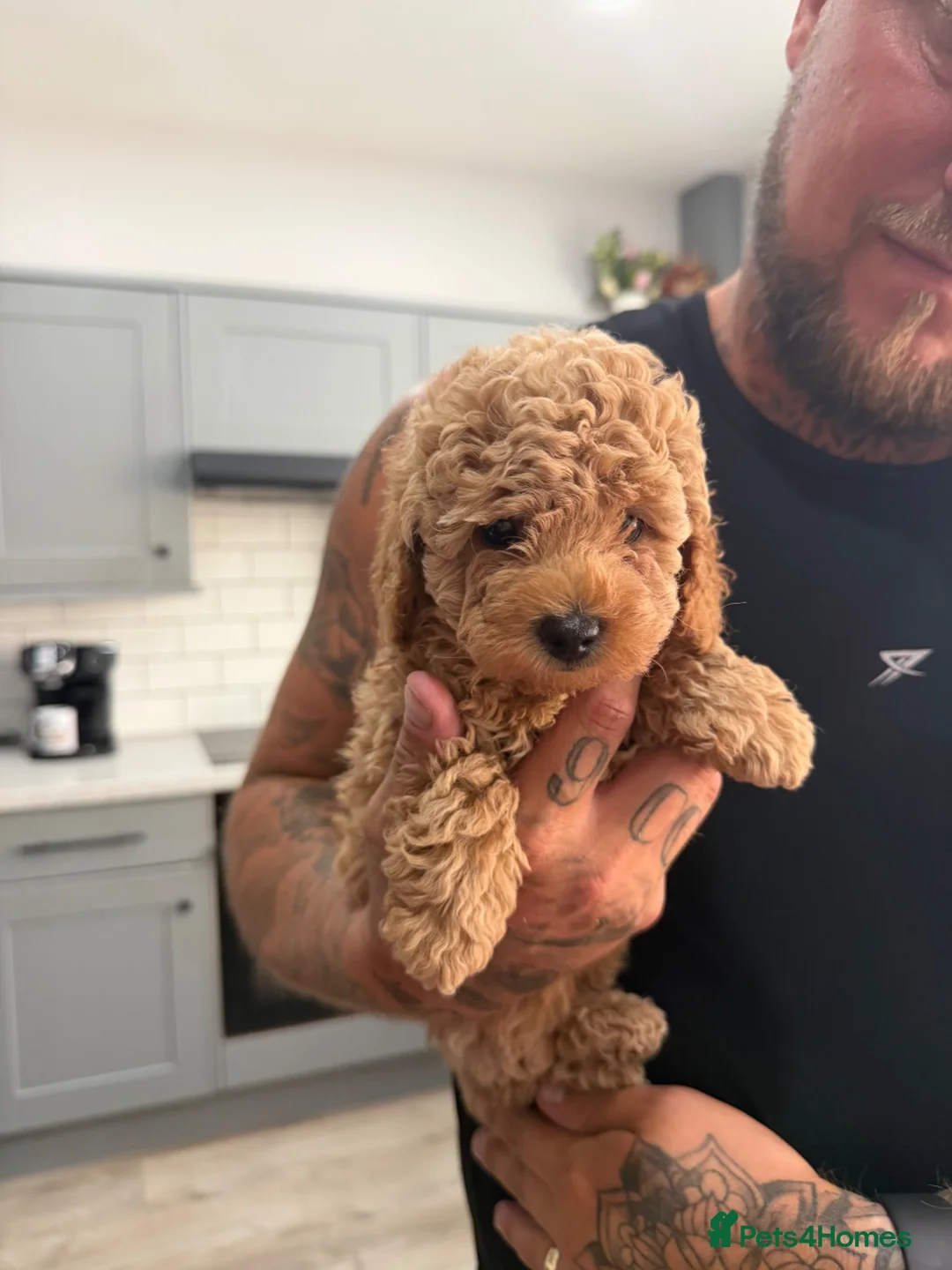 Toy Poodle dogs for sale: Beautiful Toy Poodle puppies. Ready to Go Now 🐾 - Advert 1