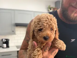 Toy Poodle dogs Beautiful Toy Poodle puppies. Ready to Go Now 🐾 - Advert 6