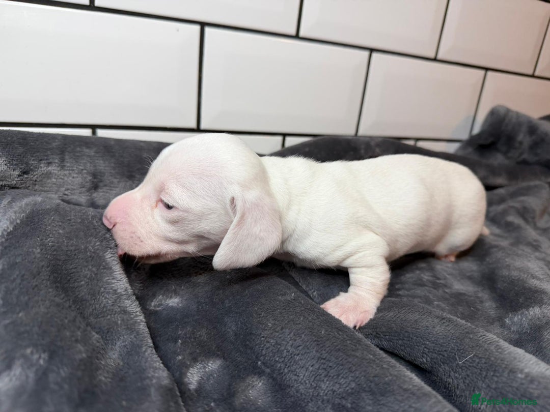 Miniature Dachshund dogs for sale: STUNNING MINIATURE DACHSHUNDS DAPPLE KC  - Advert 16