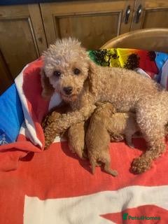 Toy Poodle dogs lyncham toy poodles - Advert 16
