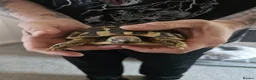 Hermann Tortoise reptiles for sale: Hermanns Tortoise in Thatcham - Advert 2
