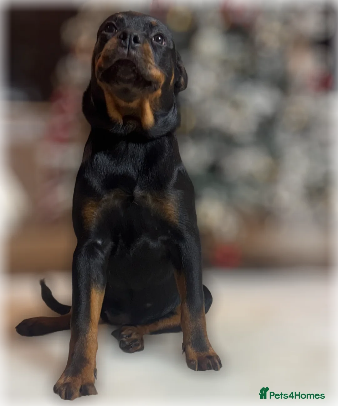 Rottweiler dogs for sale: ROTTWEILER PUPPIES. KC REGISTERED. FREE INSURANCE. - Advert 15