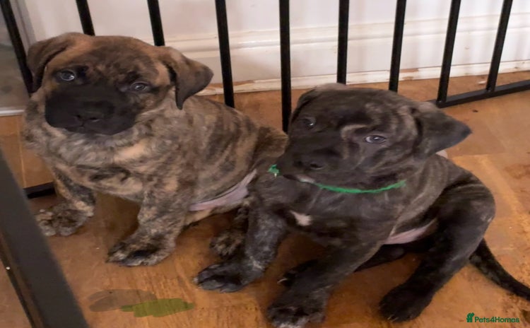 Mixed Breed dogs - Advert 3