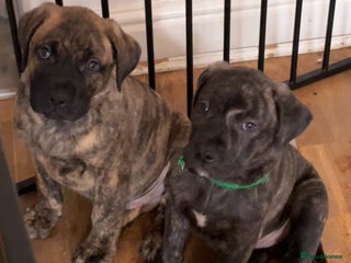 Mixed Breed dogs - Advert 4