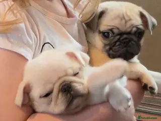 Pug dogs Adorable boy pugs - Advert 1