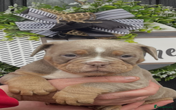 Olde English Bulldogge dogs for sale: Olde English Bulldogs - Advert 18