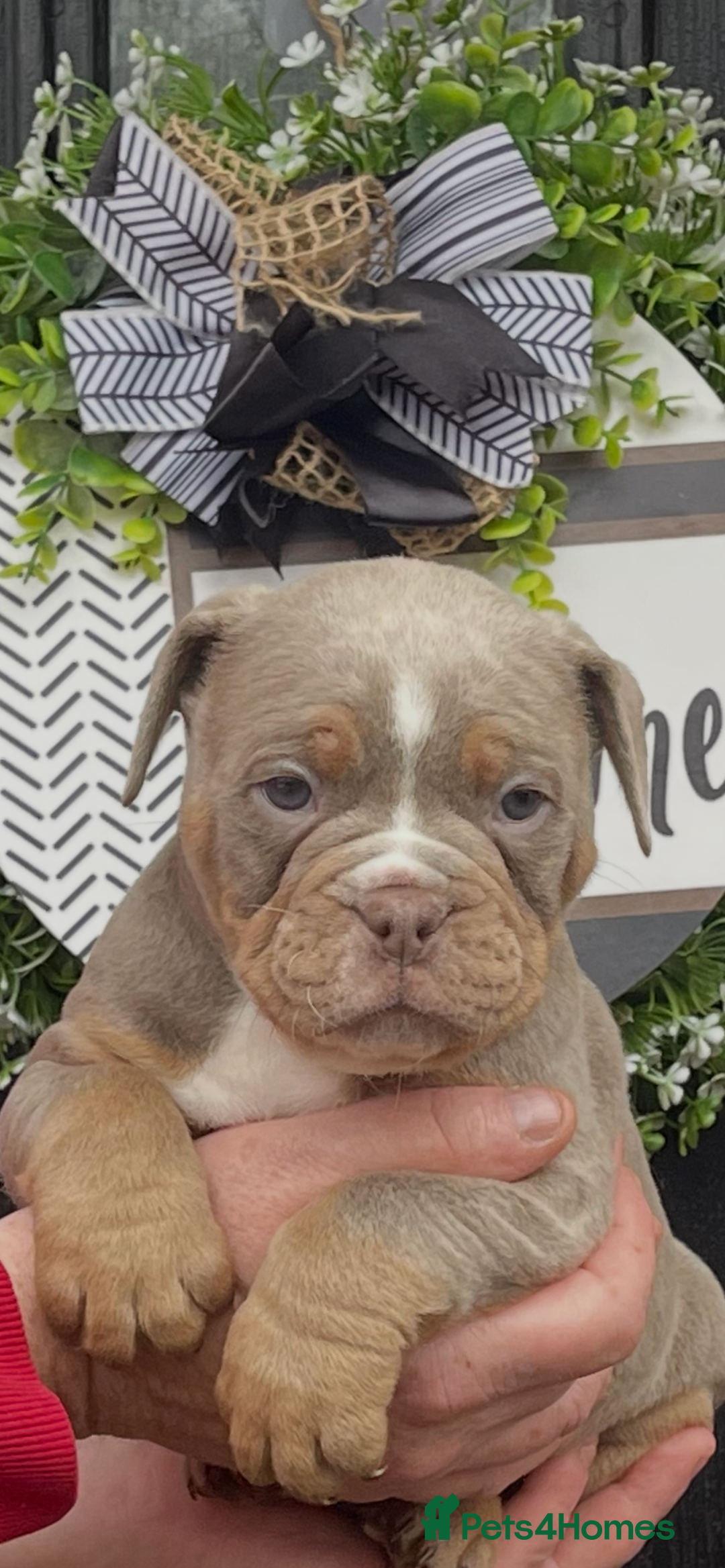 Olde English Bulldogge dogs for sale: Olde English Bulldogs - Advert 18