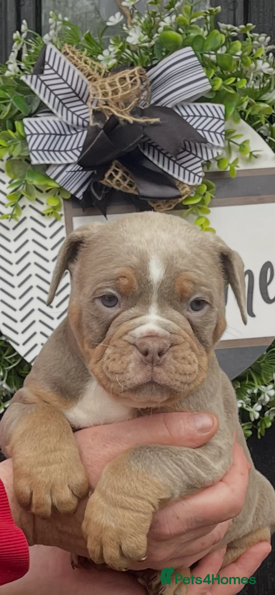 Olde English Bulldogge dogs for sale: Olde English Bulldogs - Advert 15