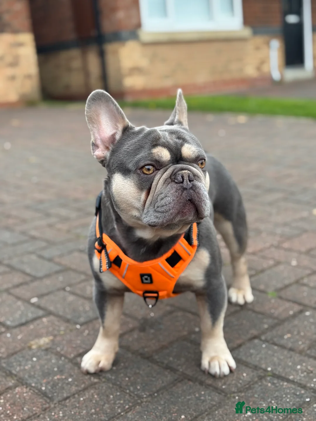 French Bulldog dogs for stud: L4 FLUFFY STUD - LILAC & TAN in Consett - Advert 14