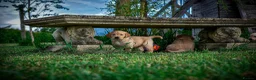 Golden Retriever dogs for sale: Traditional Dark Golden Retriever Puppy’s KC Reg - Advert 11