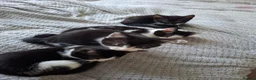 Mixed Breed cats for sale: Playful & Loving Kittens Ready Now  - Advert 3