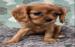 Cavalier King Charles Spaniel dogs for sale: pure cavalier king Charles spaniel - Image 4