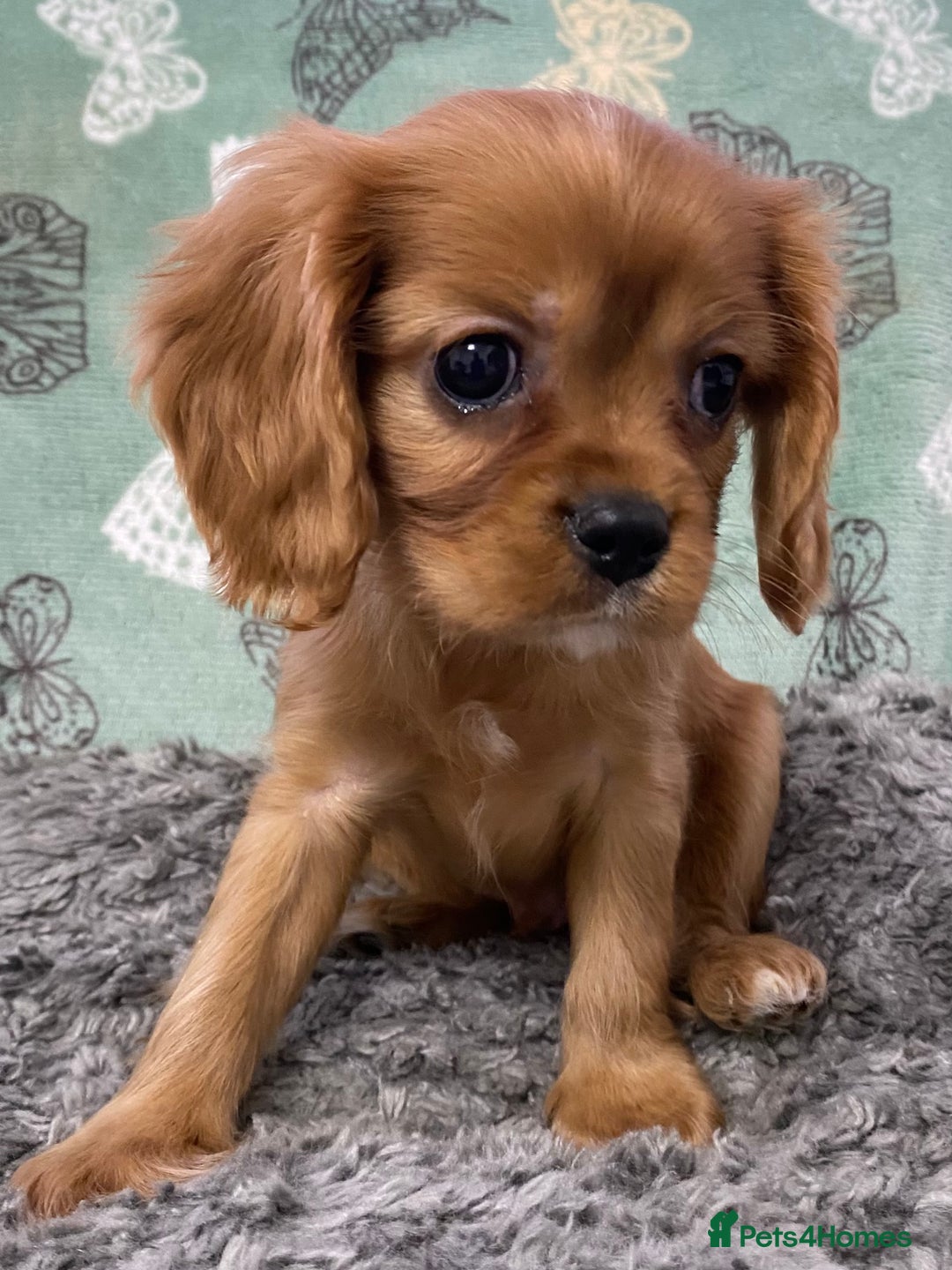 Cavalier King Charles Spaniel dogs for sale: pure cavalier king Charles spaniel - Image 4