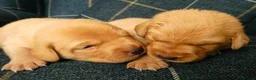 Labrador Retriever dogs for sale: KC registered Fox red labradors in Peterborough - Advert 2