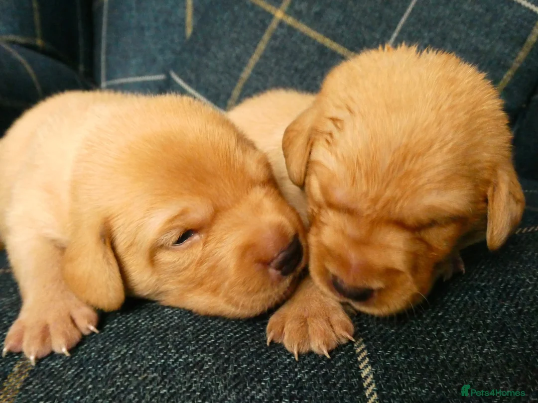 Labrador Retriever dogs for sale: KC registered Fox red labradors in Peterborough - Advert 2