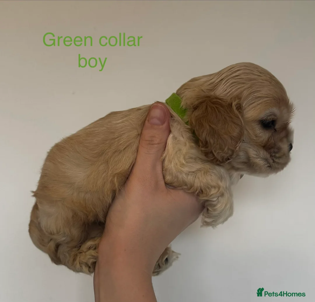 American Cocker Spaniel dogs for sale: 🐾KC, Health tested American cocker spaniels🐾 - Advert 6