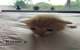 Ragdoll cats for sale: Ragdoll Kittens  - Image 11