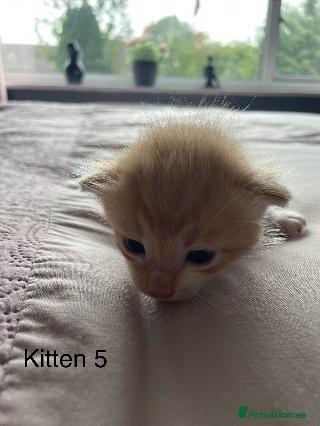 Ragdoll cats for sale: Ragdoll Kittens  - Image 11