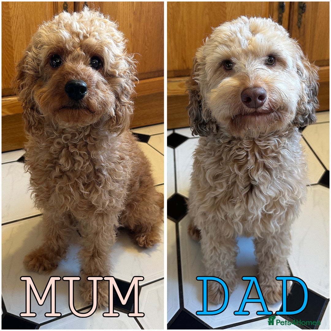 Mixed Breed dogs for sale: Cavapoo x Cockapoo puppies  - Advert 9