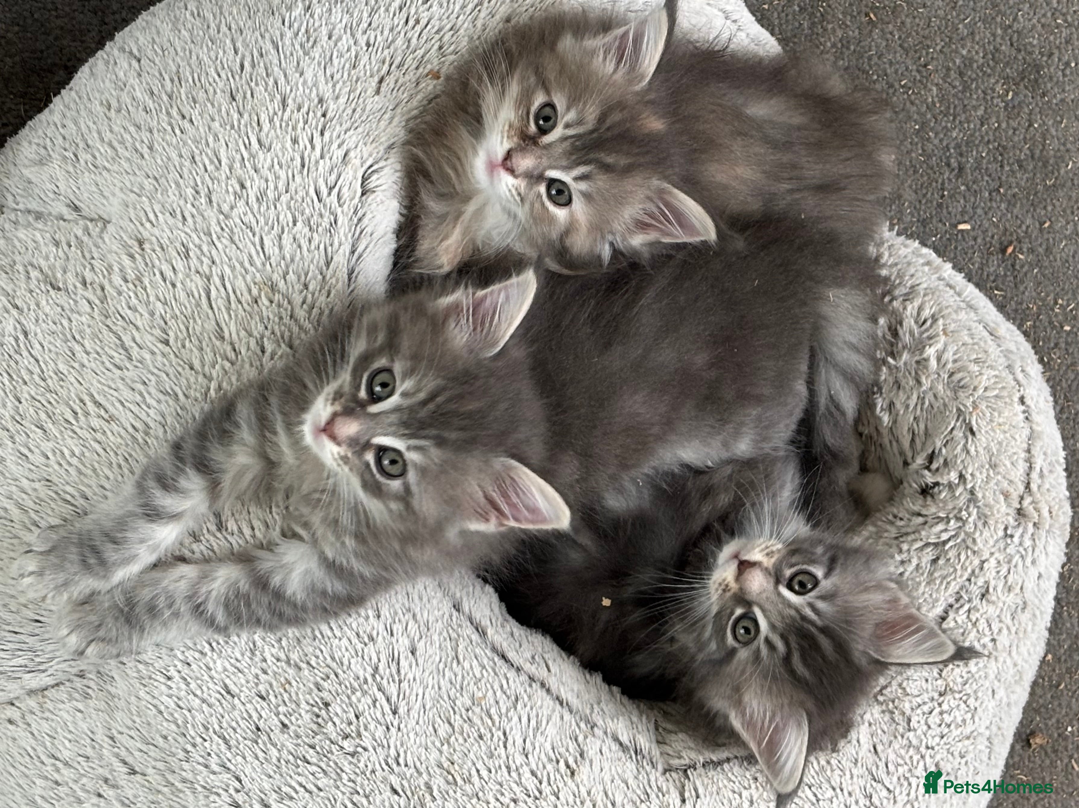 Maine Coon cats Maine coon kittens  - Advert 10