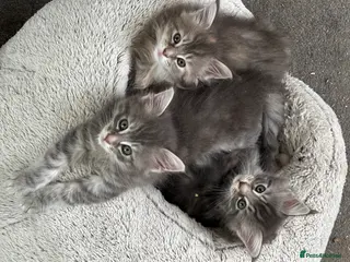 Maine Coon cats Maine coon kittens - Advert 10