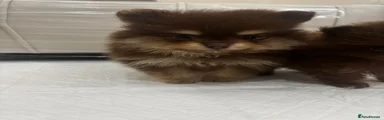 Chocolate and tan Pomeranian puppy