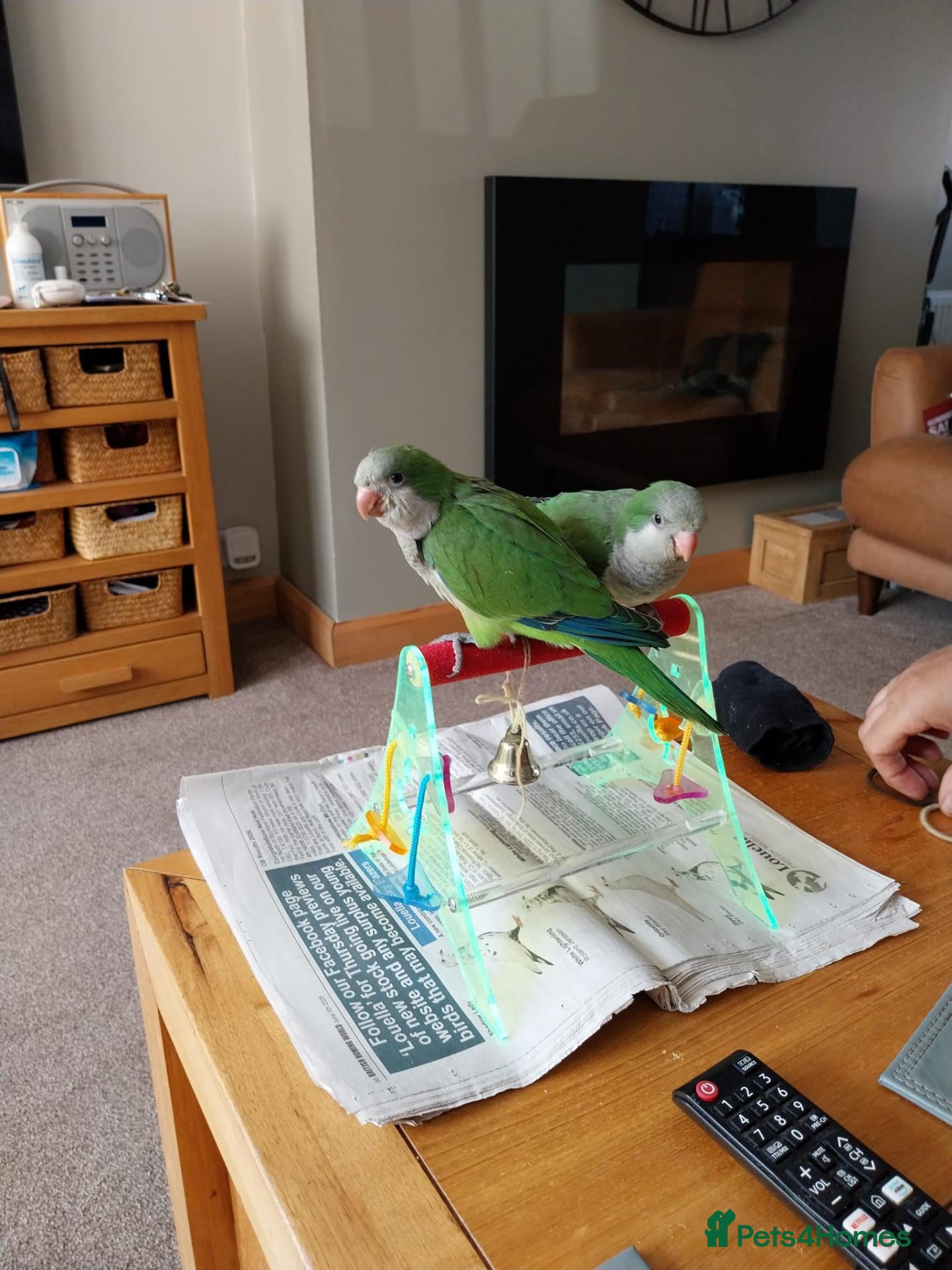 Parakeets birds  Hand tame Green dna tested  male quaker parrot  - Advert 2