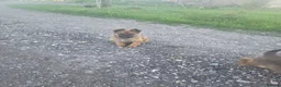 Belgian Shepherd Dog dogs for sale: Belgian malinois in Mansfield - Advert 6